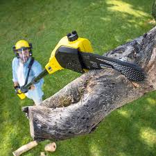 Professional Tree Services in West Lake Hills, TX