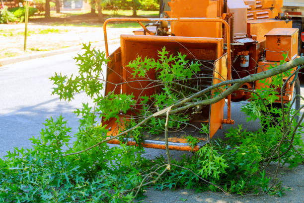 Best Grass Overseeding  in West Lake Hills, TX